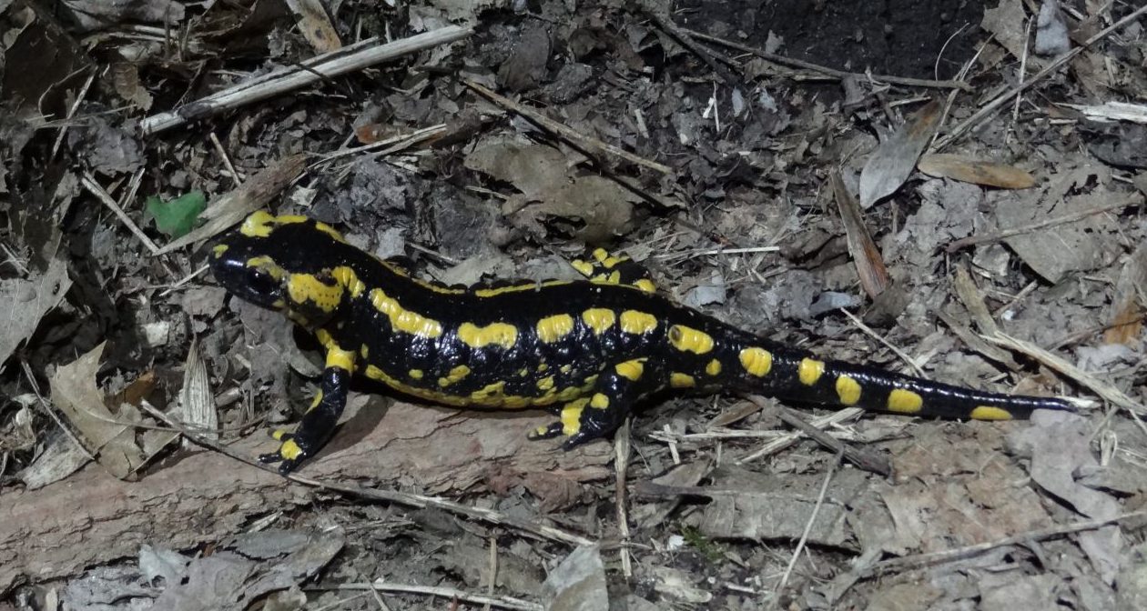 Amphibiens.. une richesse locale à préserver