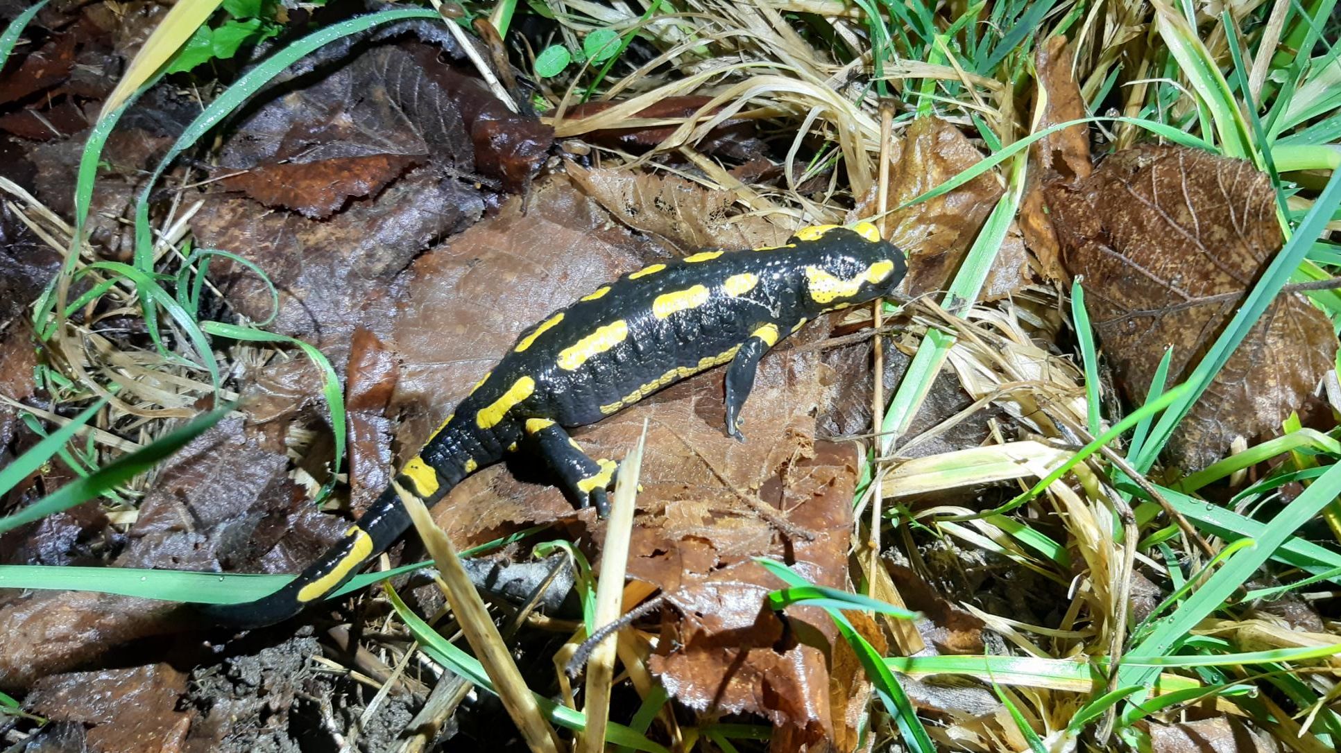Les amphibiens, espèces menacées