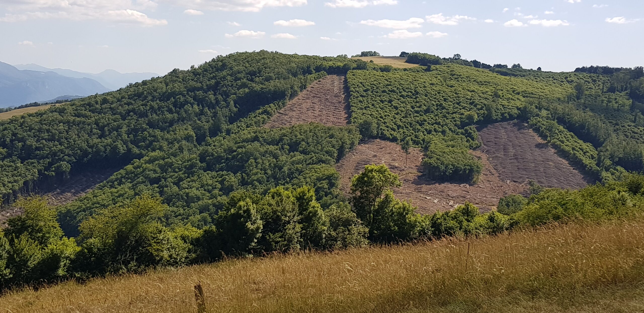 Coupes rases, on peut en sortir !